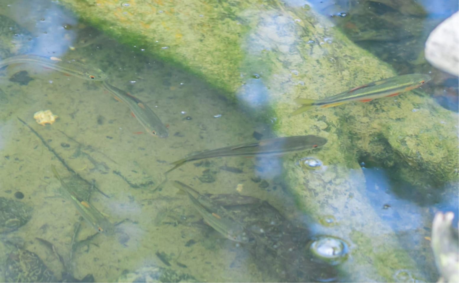 ビオトープに生息する魚たち